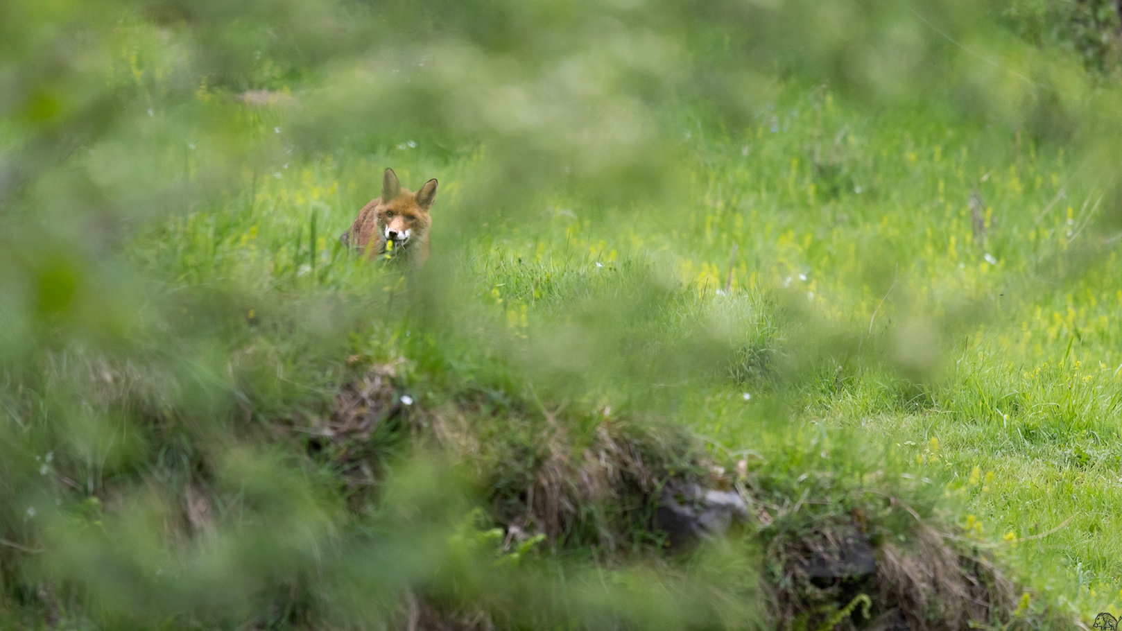 Red fox