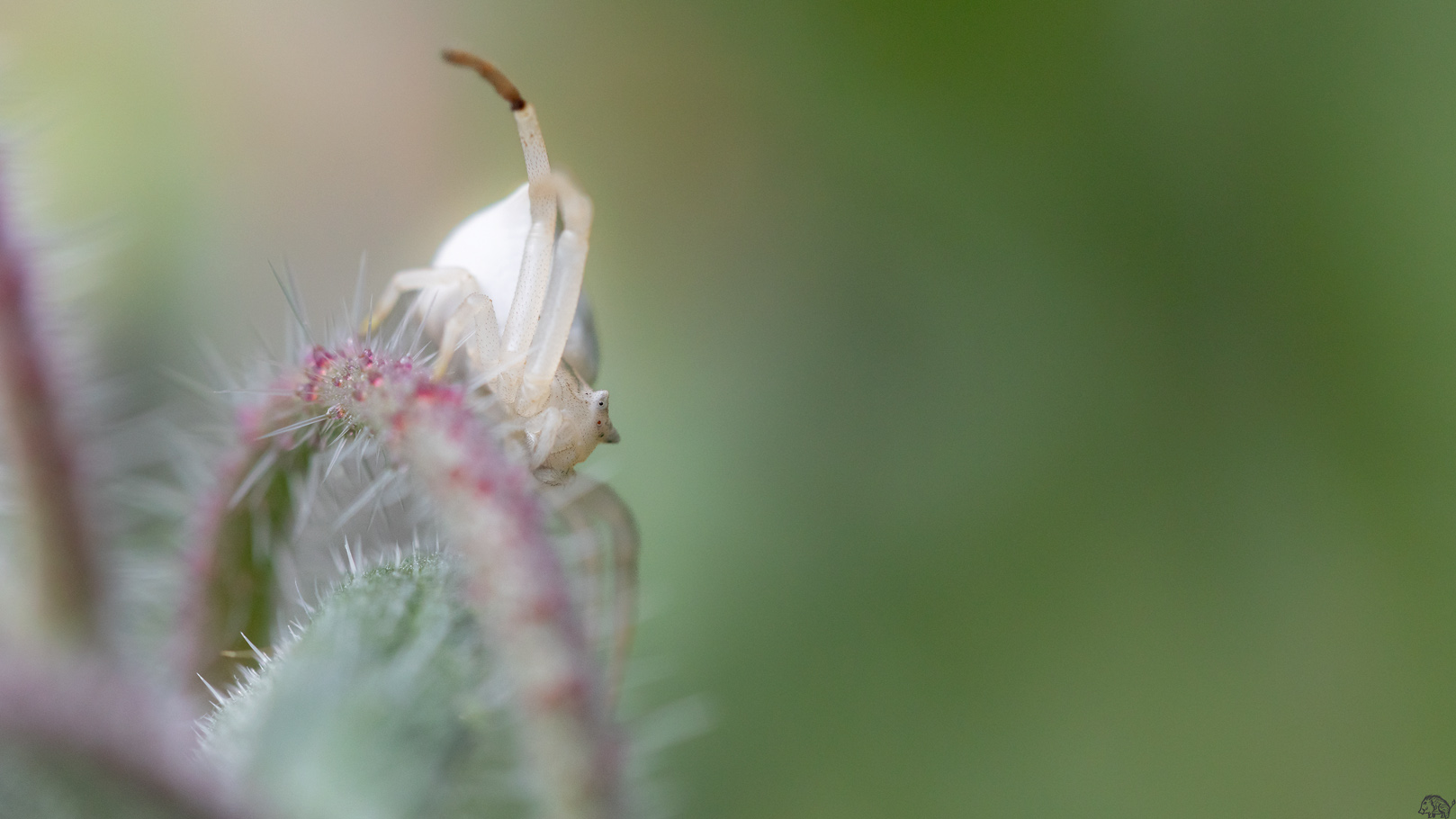goldenrod crab spider