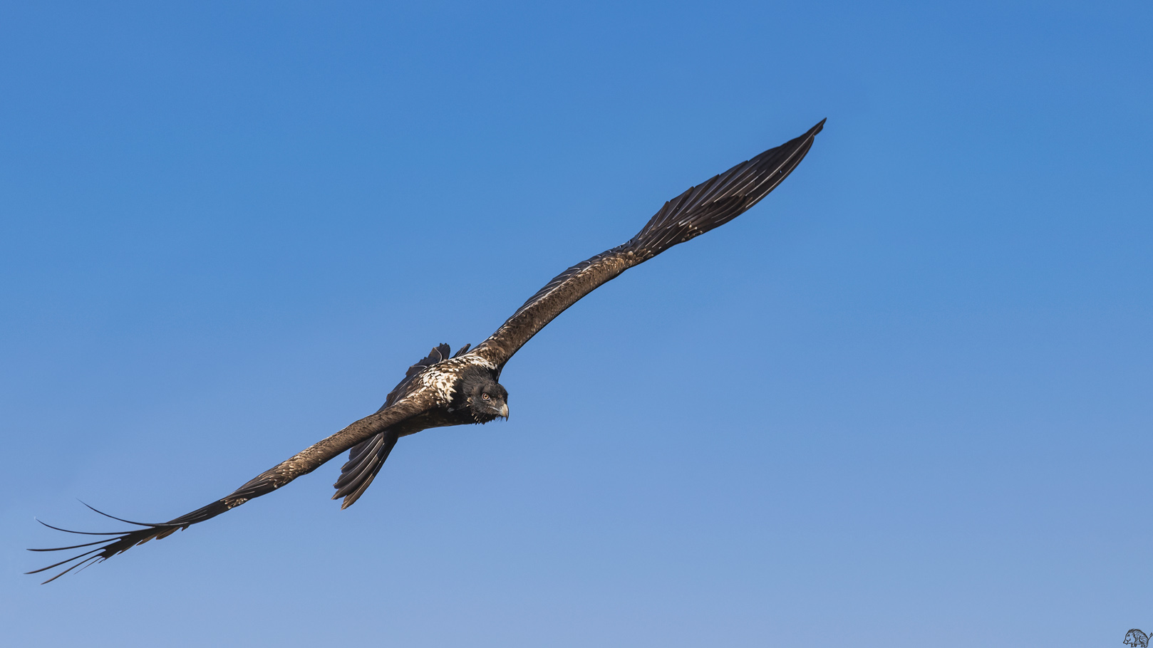 Bearded Vulture