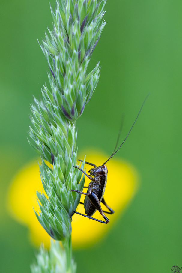 Tettigoniidae sp&period;