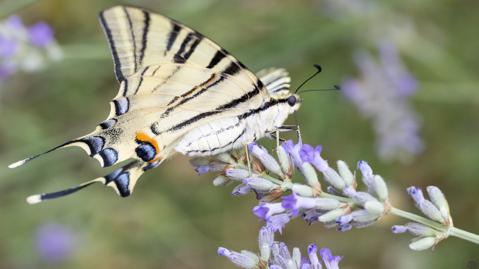 Scarce swallowtail